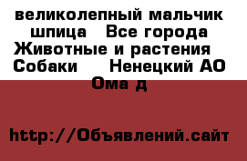 великолепный мальчик шпица - Все города Животные и растения » Собаки   . Ненецкий АО,Ома д.